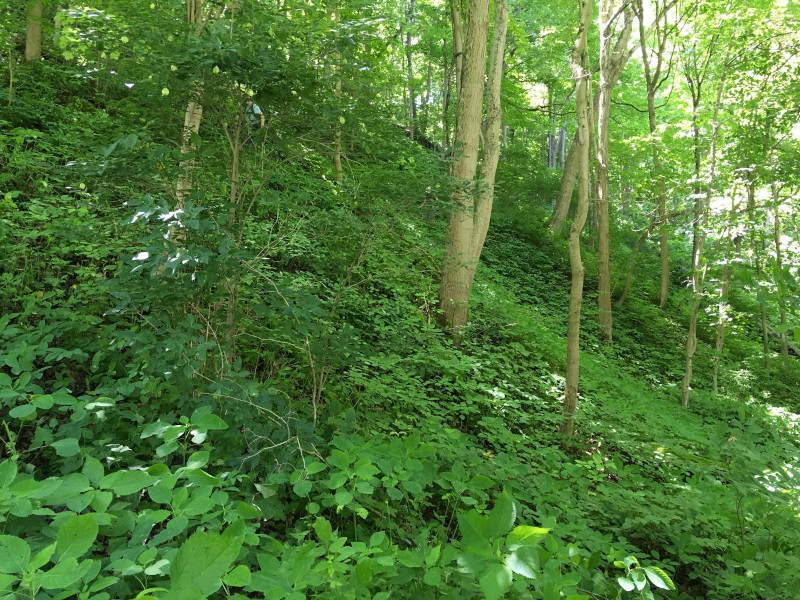 Mixed Mesophytic Forest, Pigeon Creek, Washington County